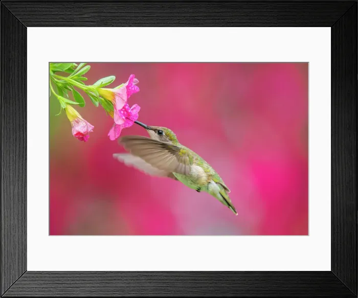 Framed Print : Ruby-throated Hummingbird (Archilochus colubris) female, Ontario, Canada Framed Print : Ruby-throated Hummingbird (Archilochus colubris) female, Ontario, Canada