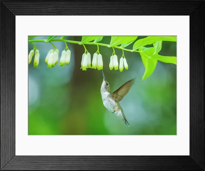 Framed Print : Ruby-throated Hummingbird (Archilochus colubris) female, Ontario, Canada Framed Print : Ruby-throated Hummingbird (Archilochus colubris) female, Ontario, Canada