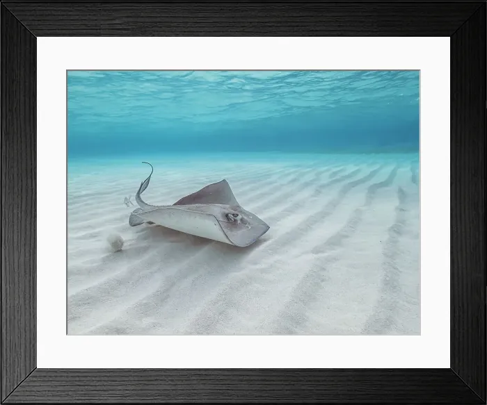 Framed Print : Southern Stingray (Hypanus americanus) at Stingray City in North Sound, Grand Cayman, Cayman Islands, British West Indies Framed Print : Southern Stingray (Hypanus americanus) at Stingray City in North Sound, Grand Cayman, Cayman Islands, British West Indies