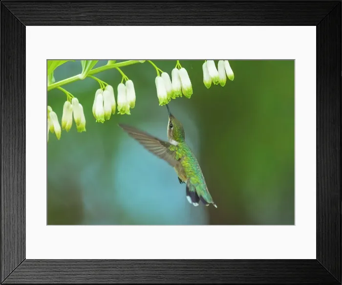 Framed Print : Ruby-throated Hummingbird (Archilochus colubris) female, Ontario, Canada Framed Print : Ruby-throated Hummingbird (Archilochus colubris) female, Ontario, Canada