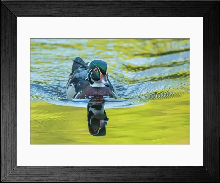 Framed Print : Wood Duck (Aix sponsa) drake, High Park, Toronto, Ontario, Canada Framed Print : Wood Duck (Aix sponsa) drake, High Park, Toronto, Ontario, Canada