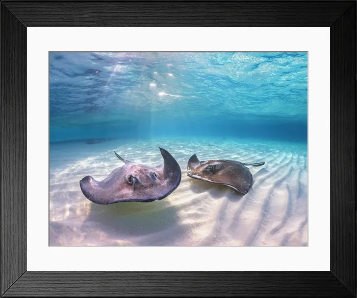 Framed Print : Southern Stingray (Hypanus americanus) at Stingray City in North Sound, Grand Cayman, Cayman Islands, British West Indies Framed Print : Southern Stingray (Hypanus americanus) at Stingray City in North Sound, Grand Cayman, Cayman Islands, British West Indies