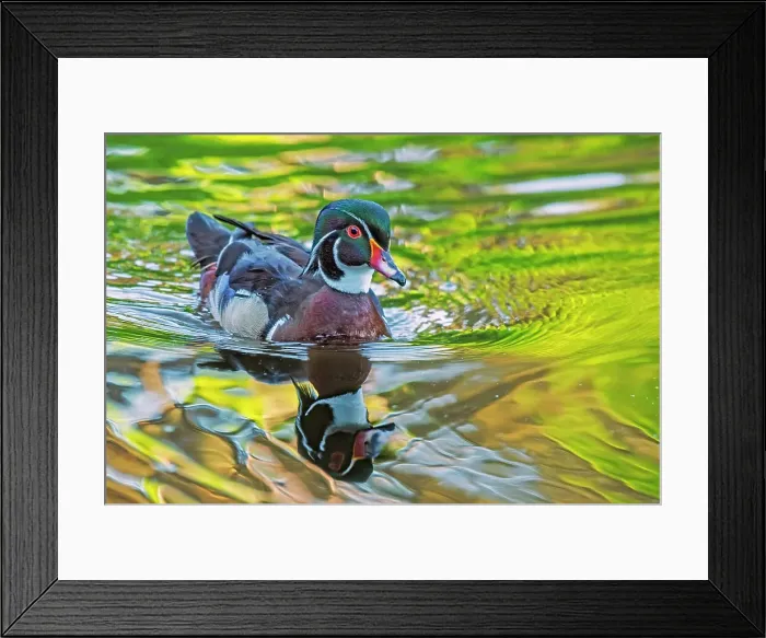 Framed Print : Wood Duck (Aix sponsa) drake, High Park, Toronto, Ontario, Canada Framed Print : Wood Duck (Aix sponsa) drake, High Park, Toronto, Ontario, Canada