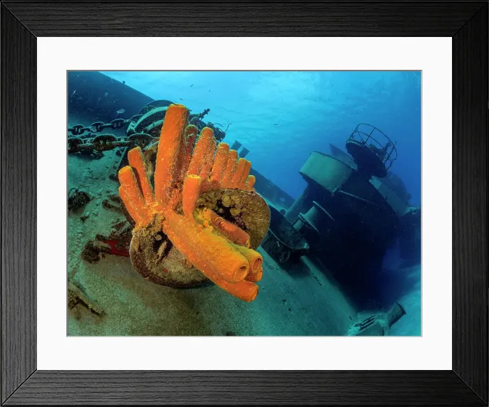 Framed Print : Yellow Tube Sponge cluster (Aplysina fistularis) on the USS Kittiwake wreck off Seven Mile Beach, Grand Cayman, Cayman Islands, British West Indies Framed Print : Yellow Tube Sponge cluster (Aplysina fistularis) on the USS Kittiwake wreck off Seven Mile Beach, Grand Cayman, Cayman Islands, British West Indies