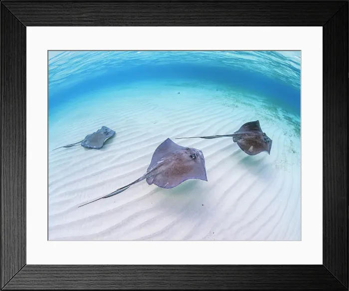 Framed Print : Southern Stingray (Hypanus americanus) at Stingray City in North Sound, Grand Cayman, Cayman Islands, British West Indies Framed Print : Southern Stingray (Hypanus americanus) at Stingray City in North Sound, Grand Cayman, Cayman Islands, British West Indies