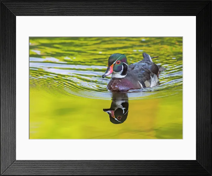 Framed Print : Wood Duck (Aix sponsa) drake, High Park, Toronto, Ontario, Canada