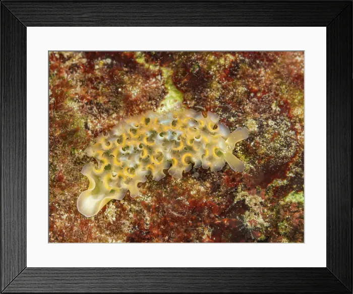 Framed Print : Lettuce Sea Slug (Elysia crispata), Grand Cayman, CAyman Islands, British West Indies Framed Print : Lettuce Sea Slug (Elysia crispata), Grand Cayman, CAyman Islands, British West Indies