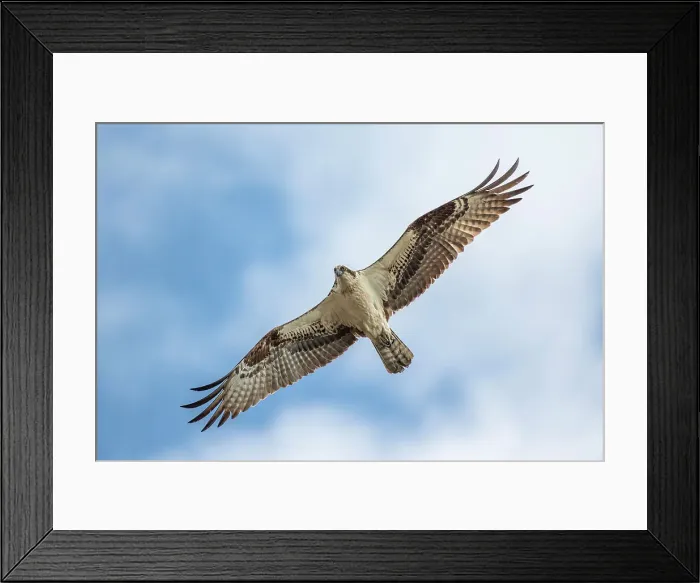 Framed Print : Osprey (Pandion haliaetus), Burlington, Ontario, Canada