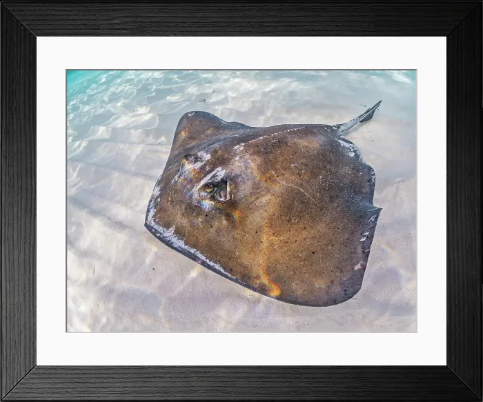 Framed Print : Southern Stingray (Hypanus americanus) at Stingray City in North Sound, Grand Cayman, Cayman Islands, British West Indies Framed Print : Southern Stingray (Hypanus americanus) at Stingray City in North Sound, Grand Cayman, Cayman Islands, British West Indies