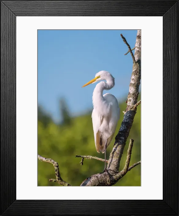 Framed Print : Great Egret (Ardea alba), High Park, Toronto, Ontario, Canada Framed Print : Great Egret (Ardea alba), High Park, Toronto, Ontario, Canada