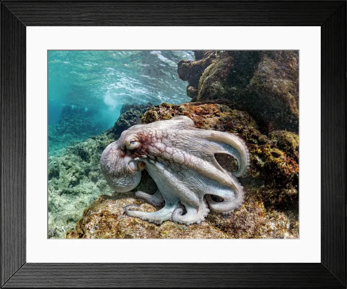 Framed Print : Common Octopus (Octopus vulgaris), Grand Cayman, Cayman Islands, British West Indies Framed Print : Common Octopus (Octopus vulgaris), Grand Cayman, Cayman Islands, British West Indies