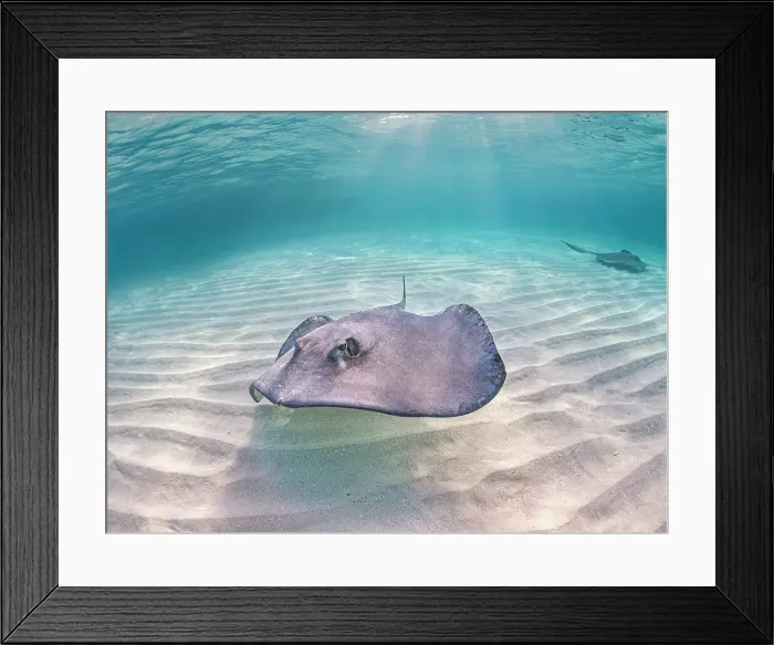 Framed Print : Southern Stingray (Hypanus americanus) at Stingray City in North Sound, Grand Cayman, Cayman Islands, British West Indies Framed Print : Southern Stingray (Hypanus americanus) at Stingray City in North Sound, Grand Cayman, Cayman Islands, British West Indies
