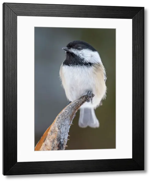 Framed Print : Black-capped Chickadee (Poecile atricapillus), Thornton, Ontario, Canada Framed Print : Black-capped Chickadee (Poecile atricapillus), Thornton, Ontario, Canada