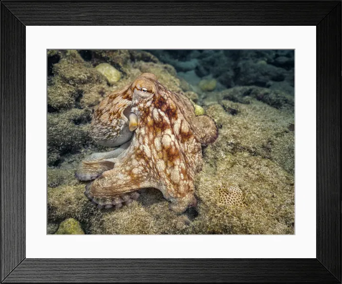 Framed Print : Common Octopus (Octopus vulgaris), Grand Cayman, Cayman Islands, British West Indies Framed Print : Common Octopus (Octopus vulgaris), Grand Cayman, Cayman Islands, British West Indies