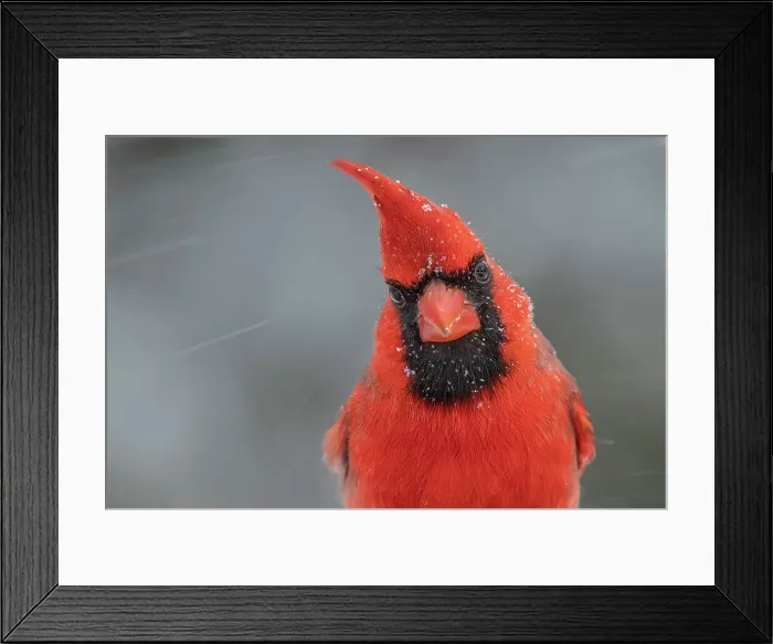 Framed Print : Northern Cardinal (Cardinalis cardinalis) - male, Thornton, Ontario, Canada Framed Print : Northern Cardinal (Cardinalis cardinalis) - male, Thornton, Ontario, Canada