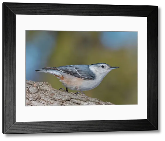 Framed Print : White-breasted Nuthatch (Sitta carolinensis), Ontario, Canada Framed Print : White-breasted Nuthatch (Sitta carolinensis), Ontario, Canada