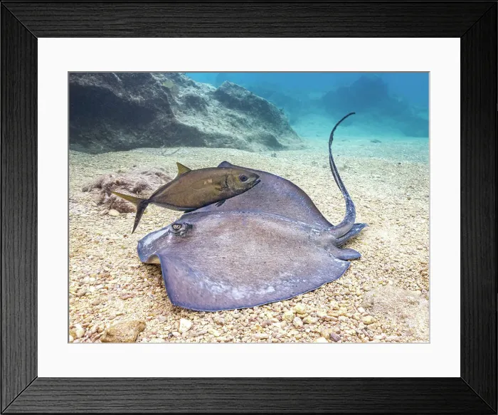 Framed Print : Southern Stingray (Hypanus americanus), Grand Cayman, Cayman Islands, British West Indies Framed Print : Southern Stingray (Hypanus americanus), Grand Cayman, Cayman Islands, British West Indies