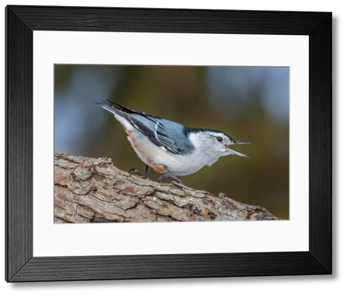 Framed Print : White-breasted Nuthatch (Sitta carolinensis), Ontario, Canada