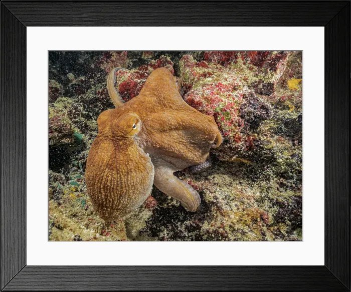 Framed Print : Common Octopus (Octopus vulgaris), Grand Cayman, Cayman Islands, British West Indies Framed Print : Common Octopus (Octopus vulgaris), Grand Cayman, Cayman Islands, British West Indies