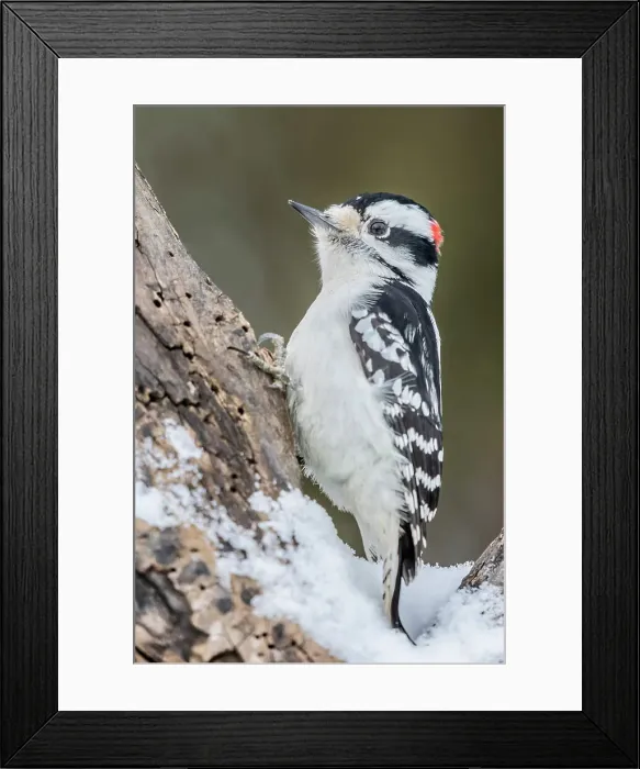 Framed Print : Downy Woodpecker (Dryobates pubescens), Thornton, Ontario, Canada Framed Print : Downy Woodpecker (Dryobates pubescens), Thornton, Ontario, Canada