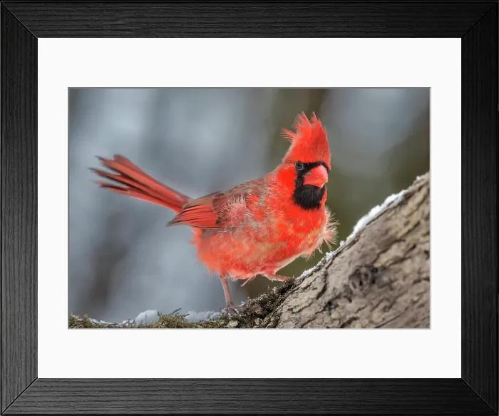 Framed Print : Northern Cardinal (Cardinalis cardinalis) - male, Ontario, Canada Framed Print : Northern Cardinal (Cardinalis cardinalis) - male, Ontario, Canada