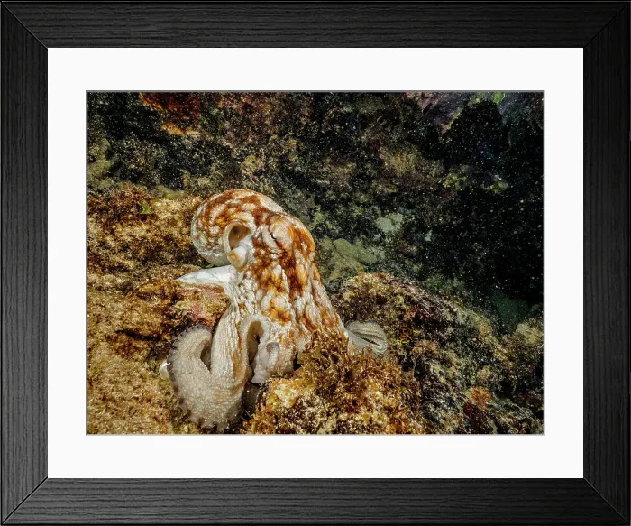 Framed Print : Common Octopus (Octopus vulgaris), Grand Cayman, Cayman Islands, British West Indies Framed Print : Common Octopus (Octopus vulgaris), Grand Cayman, Cayman Islands, British West Indies