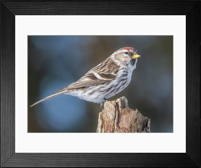 Framed Print : Common Redpoll (Acanthis flammea), Ontario, Canada