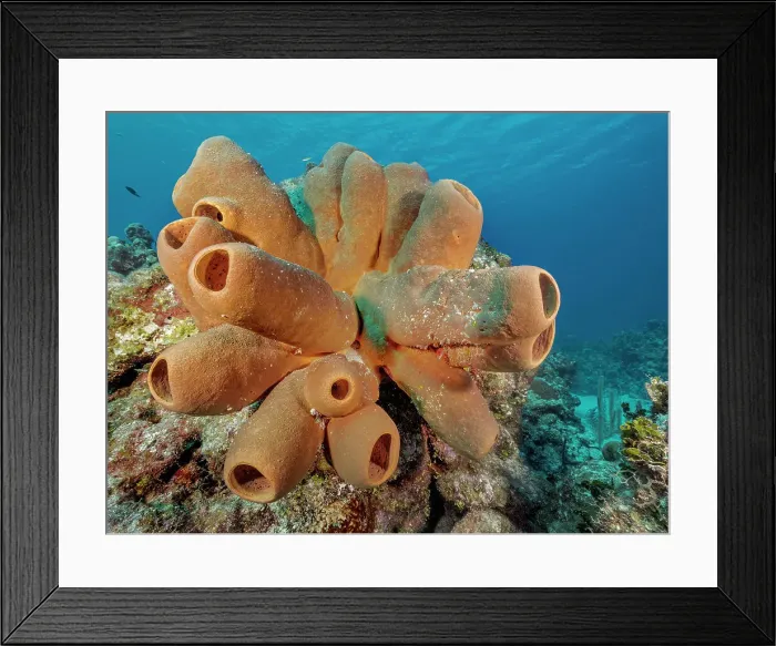 Framed Print : Tubulate Sponge (Agelas tubulata), Grand Cayman, Cayman Islands, British West Indies Framed Print : Tubulate Sponge (Agelas tubulata), Grand Cayman, Cayman Islands, British West Indies