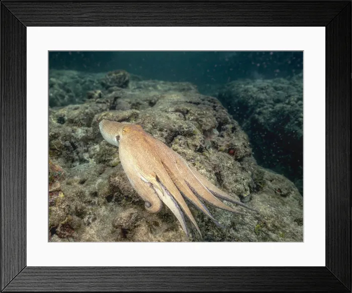 Framed Print : Common Octopus (Octopus vulgaris), Grand Cayman, Cayman Islands, British West Indies Framed Print : Common Octopus (Octopus vulgaris), Grand Cayman, Cayman Islands, British West Indies