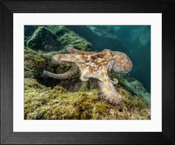 Framed Print : Common Octopus (Octopus vulgaris), Grand Cayman, Cayman Islands, British West Indies Framed Print : Common Octopus (Octopus vulgaris), Grand Cayman, Cayman Islands, British West Indies