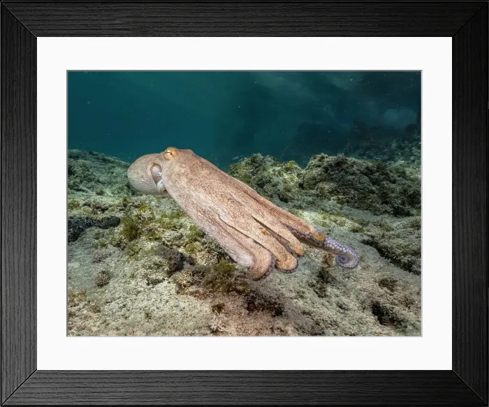 Framed Print : Common Octopus (Octopus vulgaris), Grand Cayman, Cayman Islands, British West Indies Framed Print : Common Octopus (Octopus vulgaris), Grand Cayman, Cayman Islands, British West Indies