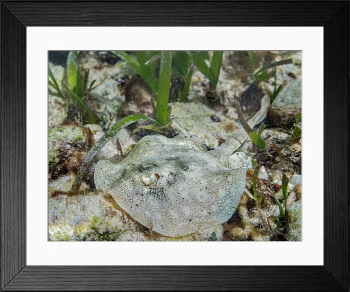 Framed Print : Yellow Stingray (Urobatis jamaicensis), Grand Cayman, Cayman Islands, British West Indies Framed Print : Yellow Stingray (Urobatis jamaicensis), Grand Cayman, Cayman Islands, British West Indies