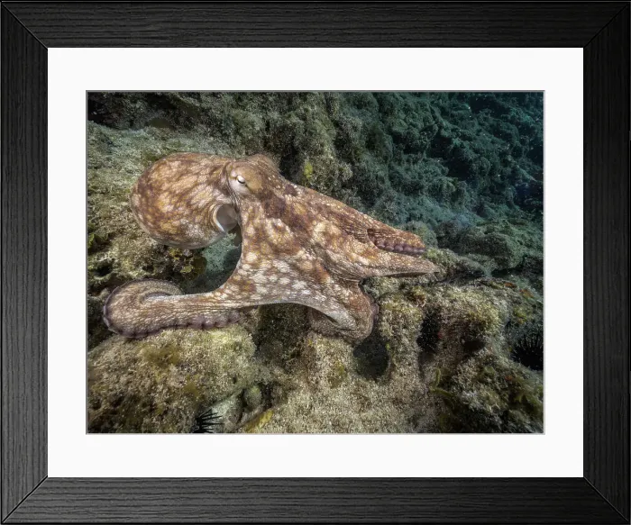 Framed Print : Common Octopus (Octopus vulgaris), Grand Cayman, Cayman Islands, British West Indies Framed Print : Common Octopus (Octopus vulgaris), Grand Cayman, Cayman Islands, British West Indies
