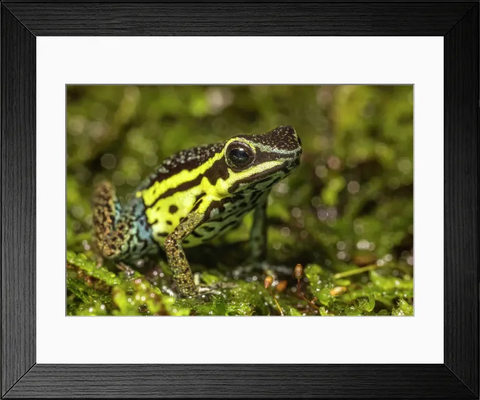 Framed Print : Ameerega pongoensis (no common name) is a dart frog species endemic to the Chazuta region of Peru - captive bred specimen Framed Print : Ameerega pongoensis (no common name) is a dart frog species endemic to the Chazuta region of Peru - captive bred specimen