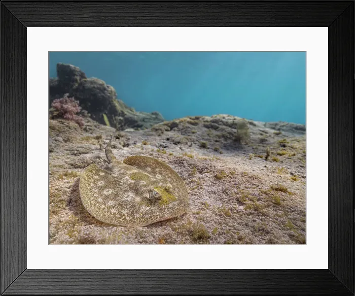 Framed Print : Yellow Stingray (Urobatis jamaicensis), Grand Cayman, Cayman Islands, British West Indies Framed Print : Yellow Stingray (Urobatis jamaicensis), Grand Cayman, Cayman Islands, British West Indies