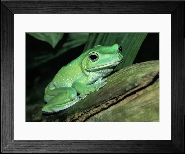 Framed Print : Chinese Gliding Frog (Zhangixalus dennysi) - captive Framed Print : Chinese Gliding Frog (Zhangixalus dennysi) - captive