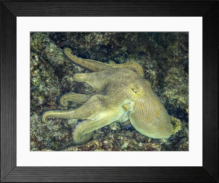 Framed Print : Common Octopus (Octopus vulgaris), Grand Cayman, Cayman Islands, British West Indies Framed Print : Common Octopus (Octopus vulgaris), Grand Cayman, Cayman Islands, British West Indies