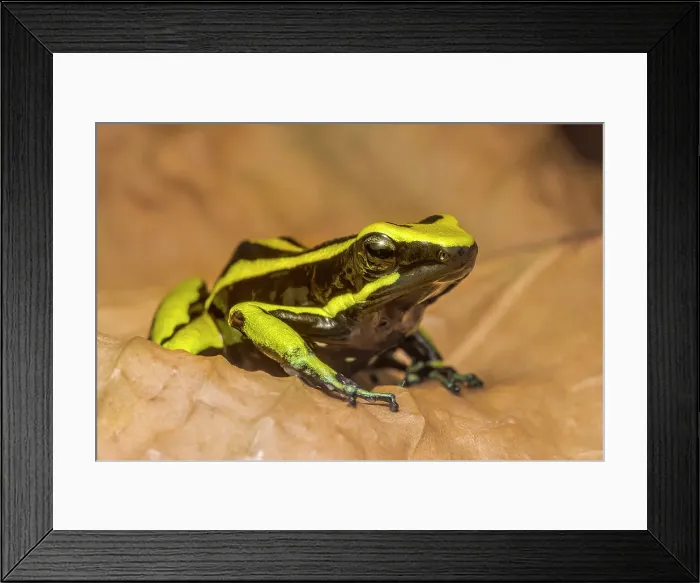 Framed Print : Three-striped Poison Frog (Ameerega trivittata) - captive bred