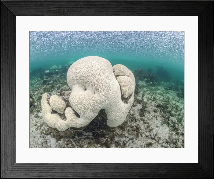 Framed Print : Bleaching corals due to the warmest sea temperatures ever recorded in 2023 on Grand Cayman, Cayman Islands Framed Print : Bleaching corals due to the warmest sea temperatures ever recorded in 2023 on Grand Cayman, Cayman Islands