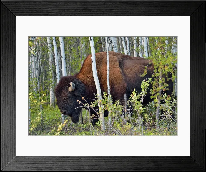 Framed Print : Wood Buffalo / Bison (Bison bison athabascae) Roadside bull, Wood Buffalo National Park, Alberta, Canada Framed Print : Wood Buffalo / Bison (Bison bison athabascae) Roadside bull, Wood Buffalo National Park, Alberta, Canada