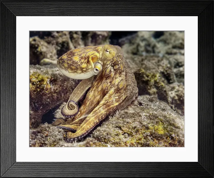 Framed Print : Common Octopus (Octopus vulgaris), Grand Cayman, Cayman Islands, British West Indies Framed Print : Common Octopus (Octopus vulgaris), Grand Cayman, Cayman Islands, British West Indies
