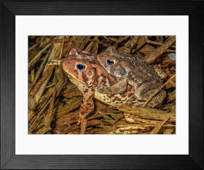 Framed Print : American toad (Anaxyrus americanus) in amplexus in vernal pond at night during the spring breeding season, Thornton, Ontario, Canada Framed Print : American toad (Anaxyrus americanus) in amplexus in vernal pond at night during the spring breeding season, Thornton, Ontario, Canada