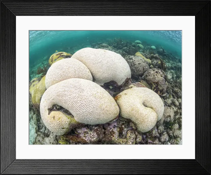 Framed Print : Bleaching corals due to the warmest sea temperatures ever recorded in 2023 on Grand Cayman, Cayman Islands Framed Print : Bleaching corals due to the warmest sea temperatures ever recorded in 2023 on Grand Cayman, Cayman Islands