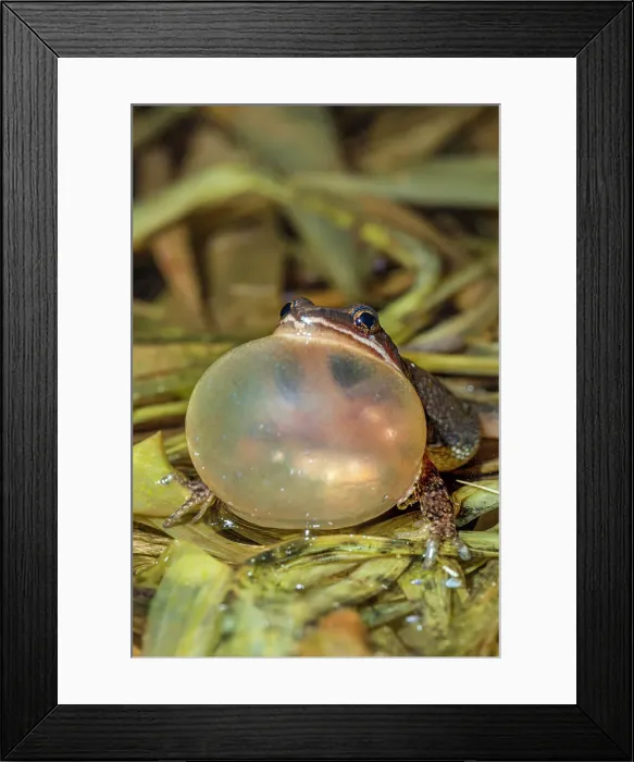 Framed Print : Chorus Frog (Pseudacris triseriata) with vocal sac fully inflated while chorusing in a vernal pond near Thornton, Ontario, Canada Framed Print : Chorus Frog (Pseudacris triseriata) with vocal sac fully inflated while chorusing in a vernal pond near Thornton, Ontario, Canada