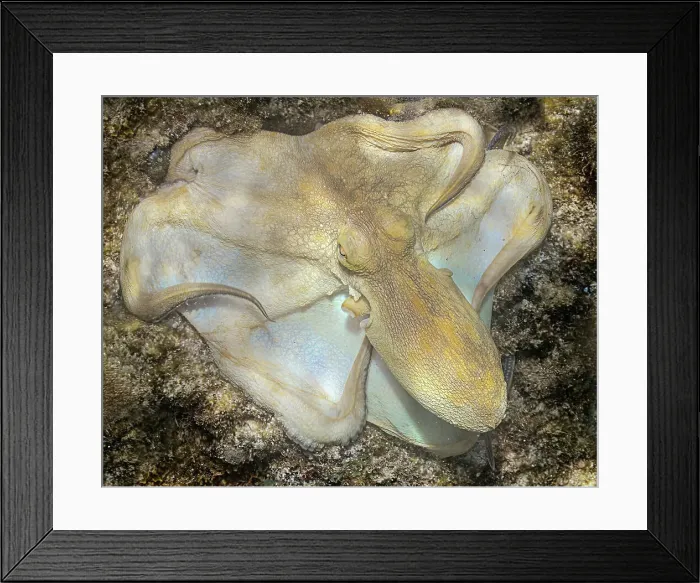 Framed Print : Common Octopus (Octopus vulgaris), Grand Cayman, Cayman Islands, British West Indies Framed Print : Common Octopus (Octopus vulgaris), Grand Cayman, Cayman Islands, British West Indies