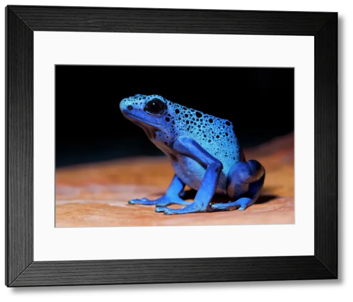 Framed Print : Blue Azureus Dart Frog is a Dyeing Dart frog that can be found in North-Western regions of South America (Dendrobates tinctorius azureus) - captive bred Framed Print : Blue Azureus Dart Frog is a Dyeing Dart frog that can be found in North-Western regions of South America (Dendrobates tinctorius azureus) - captive bred