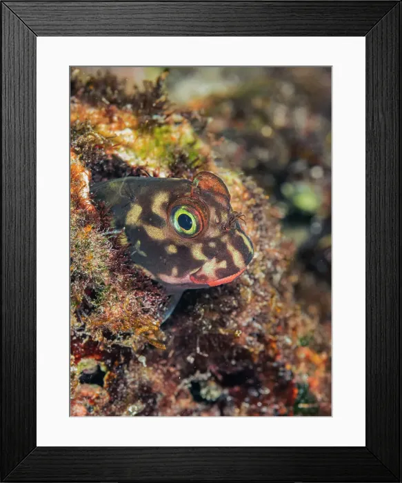 Framed Print : Redlip Blenny (Ophioblennius atlanticus), Grand Cayman, Cayman Islands, British West Indies Framed Print : Redlip Blenny (Ophioblennius atlanticus), Grand Cayman, Cayman Islands, British West Indies