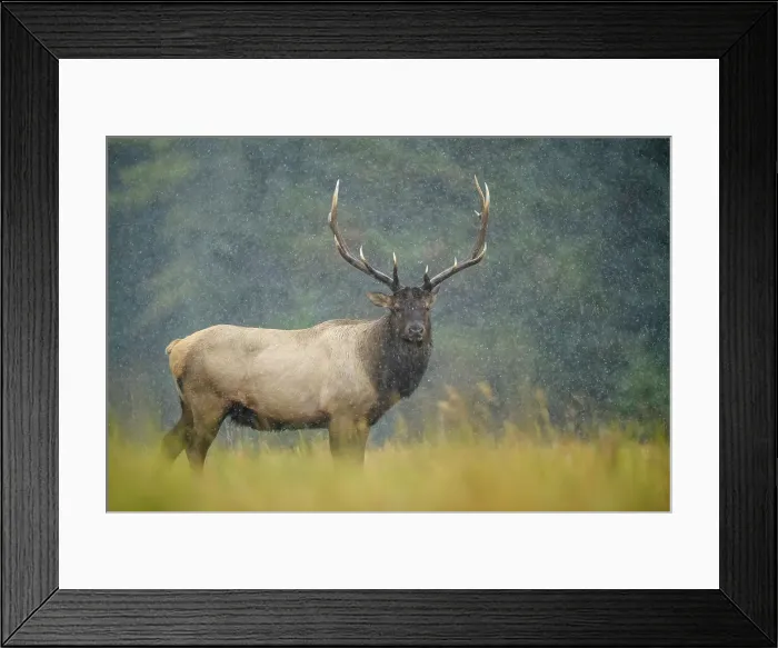 Framed Print : Elk (Cervus elaphus) Rutting bull, Banff National Park, Alberta, Canada Framed Print : Elk (Cervus elaphus) Rutting bull, Banff National Park, Alberta, Canada