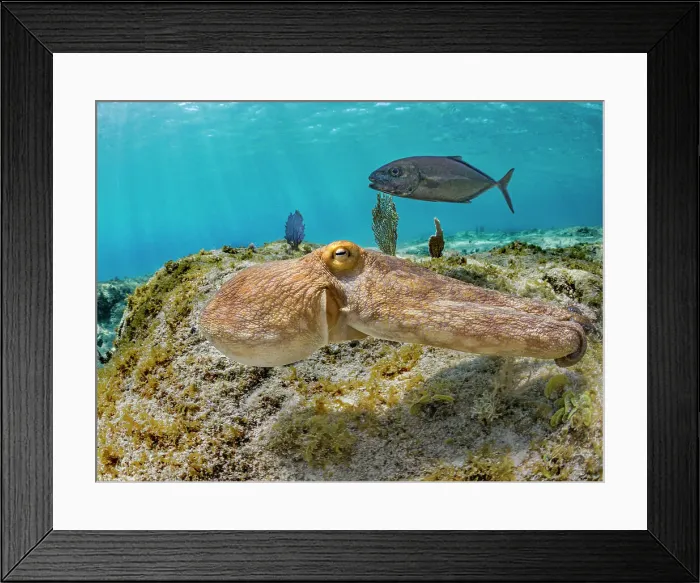 Framed Print : Common Octopus (Octopus vulgaris), Grand Cayman, Cayman Islands, British West Indies Framed Print : Common Octopus (Octopus vulgaris), Grand Cayman, Cayman Islands, British West Indies