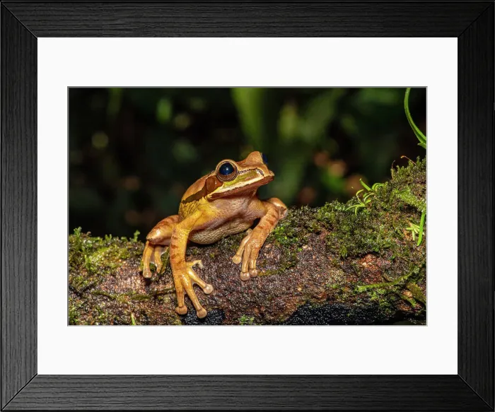 Framed Print : Masked Tree Frog (Smilisca phaeota). Captive, Frogs Heaven, Limon, Costa Rica Framed Print : Masked Tree Frog (Smilisca phaeota). Captive, Frogs Heaven, Limon, Costa Rica